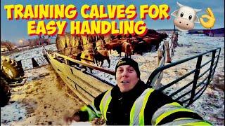 How we train CALVES for easy CATTLE handling 