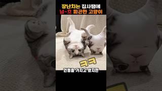 장난치는 집사때문에 하루가 피곤한 고양이(우리얘는 안할쿼요.대신 심장을 찢어요ㅋ)#뚱냥이#고양이