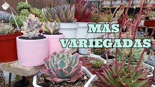 MÁS SUCULENTAS VARIEGADAS EN LA COLECCIÓN #echeveria #suculentas #variegata