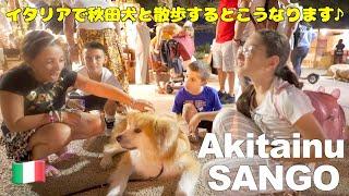 Akita dog loved by Italians!