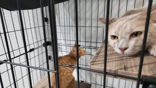 【保護猫】2匹の仔猫と動画が消えた理由