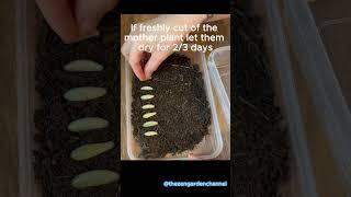 Succulent Propagation  🪴 Sedum Jelly Bean Propagation