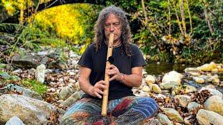 River Forest Oasis - Native American Flute and River Nature Sounds