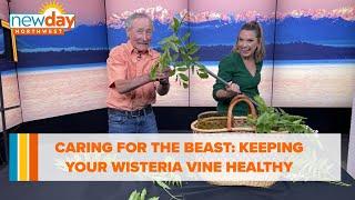 Caring for the beast: Keeping your wisteria vine healthy and under control - New Day NW