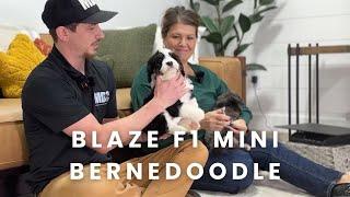 Blaze Our Available F1 Mini Bernedoodle Puppy at Mountain Dog Companion!