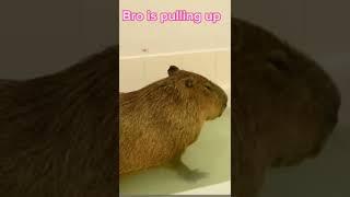Mr. Capybara