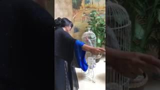 رقص خديجة سليمان مع كاسكو