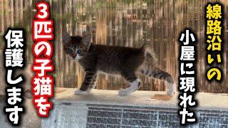 On a hot day, a kitten suddenly appeared in a shed between a railroad track and a highway.