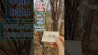 산초나무 접목묘목 1만원 #산초나무#산초묘목#접목묘목#