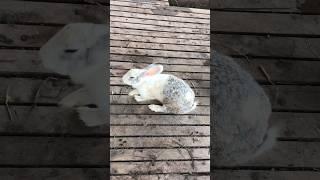 What happened with the rabbit #omg #rabbit #animals #pets #trending #nature #viral #reels #video