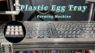 【Plastic Egg Tray Making Machine】Egg Carton | Fruit Tray | Food Container Thermoforming Machine