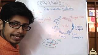 Crispr Cas9 Genome Editing System