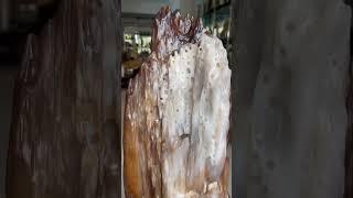 缅甸树化玉连底座总高101净高75宽23厚18重70斤缅甸树化玉，#树化玉 #木化石 #硅化木 #玉石 #远古树木 #化石   #宝石 #地质奇观 #珍贵藏品 #自然瑰宝 #纹理独特 #色彩丰富
