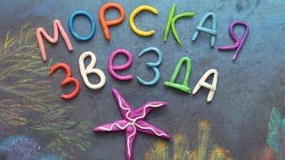 Морская звезда.  Пластилиновый познавательный мультфильм. Asteroidea. Plasticine Animation
