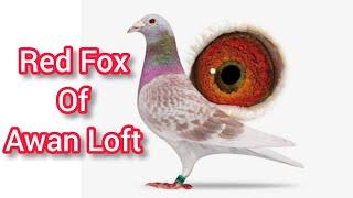 Red Fox Racing Pigeons of Awan Loft | Pigeonauctions |Racer Pigeon