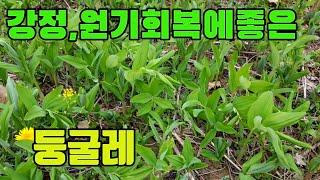 한국의 약용식물(둥굴레)-강정,원기회복에좋은 산나물-텃밭농부