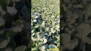 #shorts #subscribe #sidhumoosewala #viral #ytshorts #farming #trending