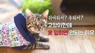 고양이에게 옷 입히면 안 되는 이유 4