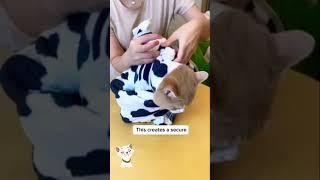 What a Practical Bundle of Kitty Joy #howtovideo #petlovers #cats