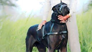 PAKISTANI MASTIFF BULLY KUTTA : Pakistan'a Bir Yolculuk