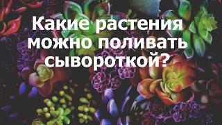 Какие растения можно поливать сывороткой?