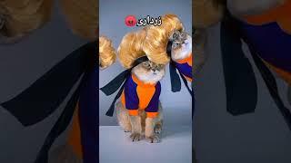 Drama baz Cats