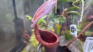 Nepenthes Hybrid Spotlight - N. lowii x campanulata