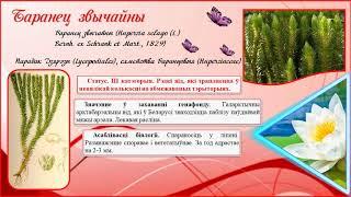 Чырвоная кніга Шклоўскага раёна. 2. РАСЛІНЫ