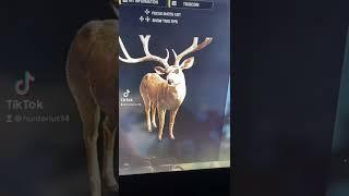 Diamond mule deer on multiplayer silver ridge peaks