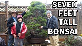 How to repot the BIGGEST bonsai we've EVER repotted! Full explanation!