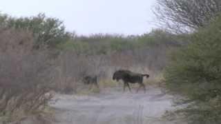 My little morning bushwalks - Kalahari