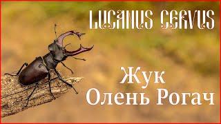 Lucanus cervus - Жук Олень Рогач