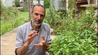 Stinging nettle for arthritis and allergies: neopeasant medicine food series