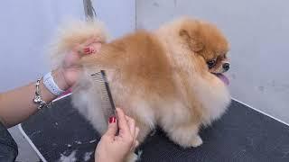 "CUTEST" POMERANIAN EVER. AMAZING SCISSORS WORK ️ DOG GROOMING