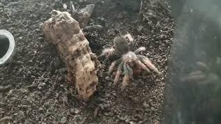 Bracypelma bohimi #arachnid #exotic #tarantula #brachypelma