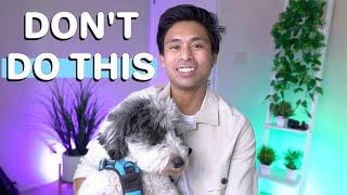 What NOT To Do With Your Aussiedoodle Puppy
