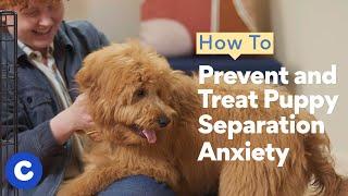 How to Prevent and Treat Puppy Separation Anxiety | Chewtorials