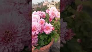 Winter flower Plants #flowers #flowerlover #flowergarden #blooming #shortsfeed #viralreels #shorts