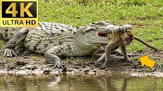 Crocodile VS Monkey - Intense Wildlife Moment Captured #junglewildlife #amazon #animals