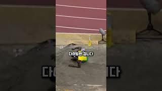 실수지만 신기록급 점프, 기술로 인정?