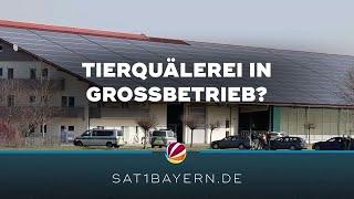 Verstöße gegen Tierschutzgesetz? Viehbetrieb in Bad Grönenbach durchsucht