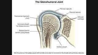 Anatomy and Functions of the Glenohumeral Joint [Part 1]