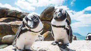 Cape Town & Safari Luxury Safari with African Safaris Consultants