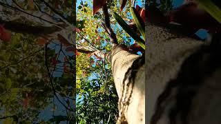 slow motion tree