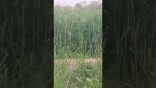 Wheat Crops in a village of Khanewal Punjab Pakistan/agriculture in Punjab Pakistan