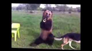 Dima the friendly bear! - MUST WATCH