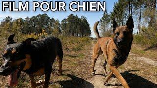 Video pour chien seul : 2 heures de film interactif