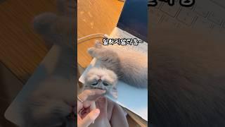 오늘도 집사의 업무는 국수 시중들기🫶 #고양이 #먼치킨 #먼치킨고양이 #귀여운고양이 #개냥이 #고양이키우기 #새끼고양이 #아기고양이 #munchkin