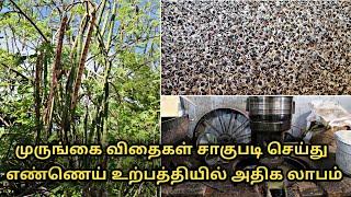 முருங்கை விதைகள் சாகுபடி செய்து எண்ணெய் உற்பத்தியில் அதிக லாபம் || moringa oil || uzhavan magan