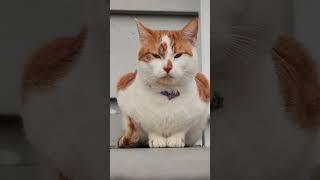 Why Do Cats Scratch Furniture? | Understanding Feline Behavior "